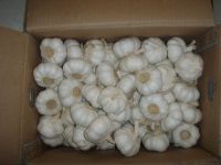 Top Chinese garlic supplier