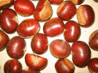 Sell chestnut