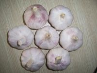 Sell fresh garlic packed in 10kg mesh bags