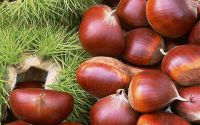 Provide chestnut