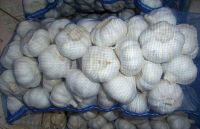 Supply fresh or chilled garlic