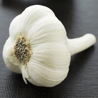 Sell fresh garlic bulb