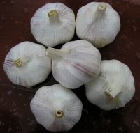 Red garlic