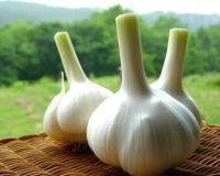 Supply normal white garlic and pure white garlic