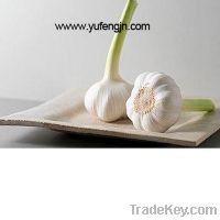Sell dried garlic 2011 new crop
