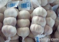 Sell all garlic with package