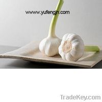 garlic-Yufeng Produce
