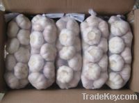 Sell white garlic packed in 10kg carton