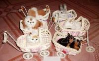 Sell pet basket