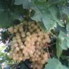 Sell Thompson Seedless Grapes