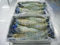 Sell frozen  fresh water shrimp, Koi, Puti, Ruhu fish, soft shell crab , cuttlefish Thailand