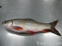 Sell Catfish , Rohu fish, cuttlefish thailand, back & belly cut fish