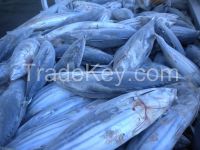 Sell cuttlefish , Pacific , Spotted Mackerel, Pacific Saury, Horse Mackerel, Salm