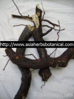 Sell Polyalthia Bullata ( Black Tongkat Ali)