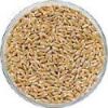 Wheat grain