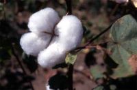 Sell - - Raw Cotton