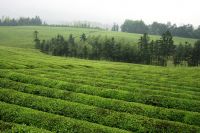 Premium Quality and Bulk Quality Wuyi Tea