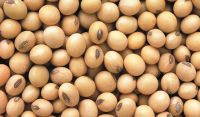 SOYBEANS SEEDS
