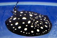 Black Diamond and Albino stingray fish , Flowerhorn PROMO