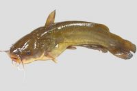 Yellow-Bullhead-Catfish