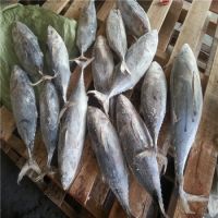 Good Quality Frozen Tongol Tuna Fish