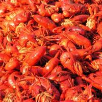 Best Quality Fresh Crayfish/Frozen Crayfish Tails/Dried Crayfish Wholesale