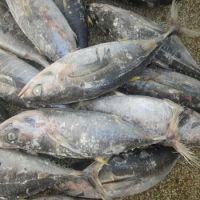 Frozen Wahoo Fish Wholesale