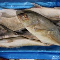 Superior quality wholesale Frozen Jack Fish