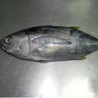 Frozen Yellow Fin Tuna