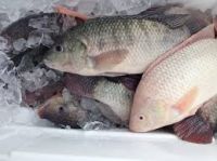 FROZEN TILAPIA FISH FILLET