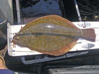 Flounder Fish