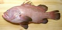 Grouper Fish