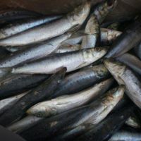 Frozen Pilchard fish