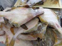 Plaice Yellowfin