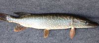 Pike Fish