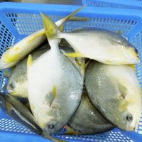 Pompano Fish
