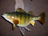 Taxidermy Fish