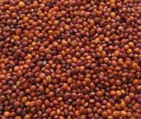 Pigeon Pea Beans