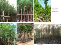 Sell cercis Chinensis