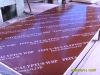 Sell film faced plywood/waterproof plywood