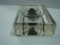 Sell real insect teaching specimens