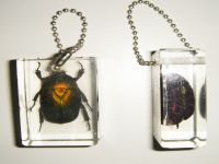 Sell real insect embedment key chain