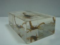 Sell teaching specimens embedded with scorpion