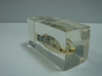 Sell teaching specimens embedded with Tropical Fish 01