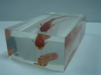 Sell teaching specimens embedded with tropical fish 02