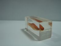 Sell teaching specimens embedded with tropical fish 03