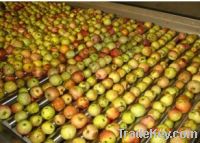 Sell apple processing machinery -TRIOWIN in Shanghai