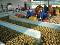 Sell Mango & pineapple processing line&machinery-TRIOWIN in Shanghai