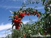 Sell Organic Goji Berries,