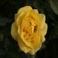 Yellow Roses